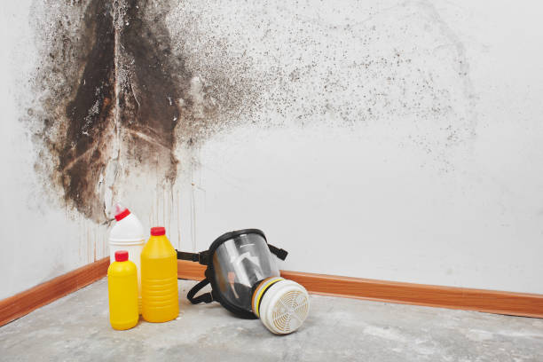 Best Mold Remediation Experts  in Holly, MI