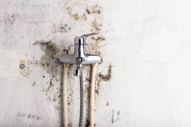 Best Affordable Mold Removal  in Holly, MI