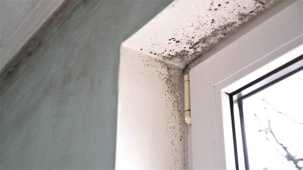 Best Residential Mold Removal  in Holly, MI