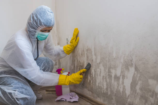Best Home Mold Removal  in Holly, MI