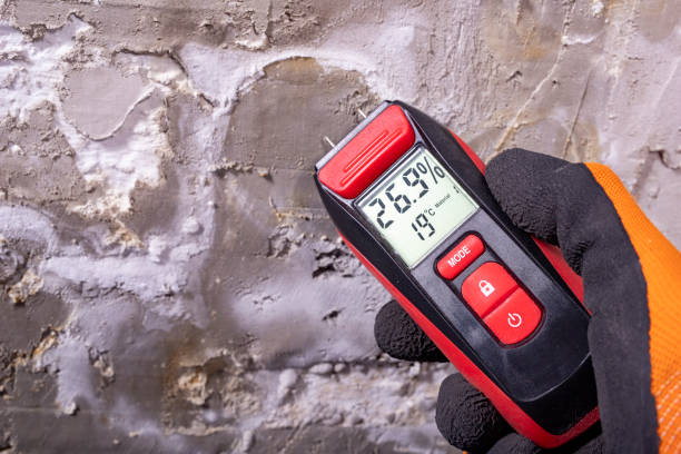 Reliable Holly, MI Mold Removal Solutions