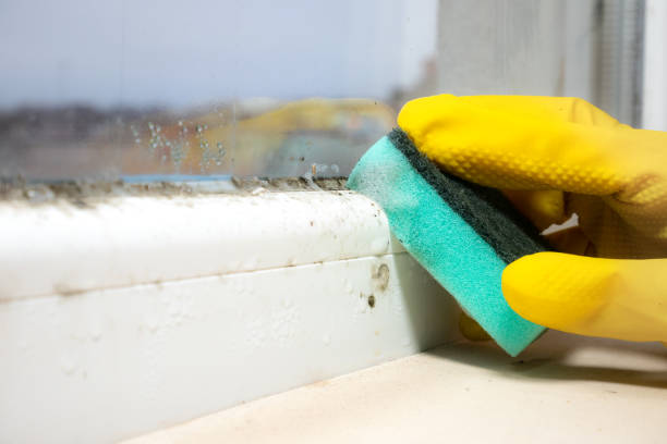 Best Mold Removal Near Me  in Holly, MI