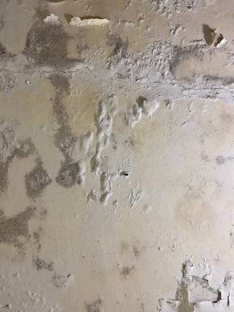 Best Certified Mold Removal  in Holly, MI