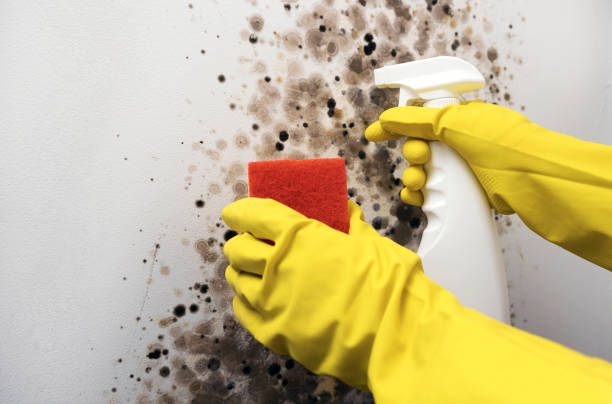 Best Best Mold Removal Companies  in Holly, MI