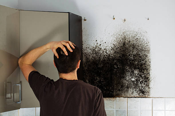 Best Mold Damage Repair  in Holly, MI
