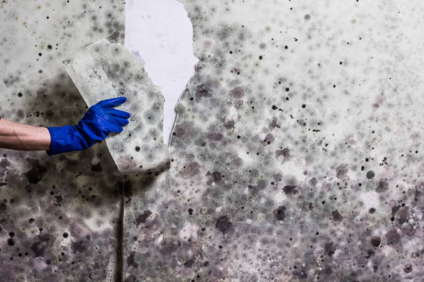 Best Attic Mold Removal  in Holly, MI