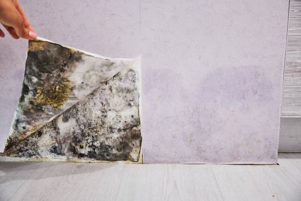 Best Professional Mold Removal  in Holly, MI